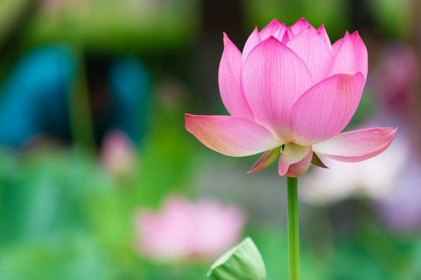 Huile Siam - extraits de fleurs de lotus